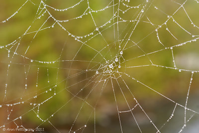 Morning-Dew---0018.jpg