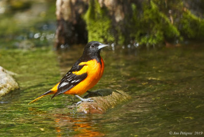 Baltimore Oriole