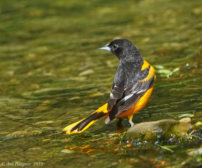 Baltimore Oriole