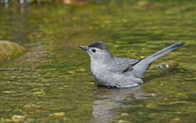 Gray Catbird