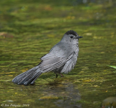 Gray Catbird
