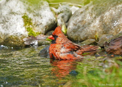Northern Cardinal (Male)