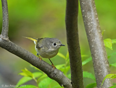 Ruby-crowned Kinglet 