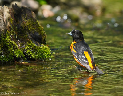 Baltimore Oriole