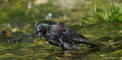 Common Grackle