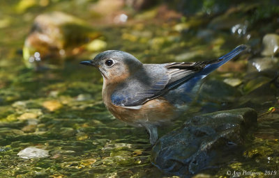Eastern Bluebird (Female)