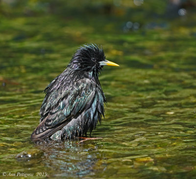 European Starlings