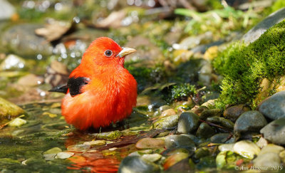 Scarlet Tanager