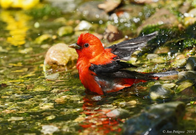 Scarlet Tanager