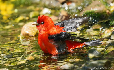 Scarlet Tanager