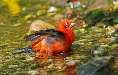 Scarlet Tanager