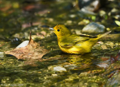 Yellow Warbler