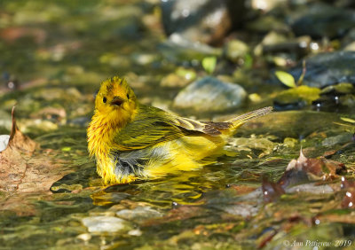 Yellow Warbler