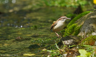 Carolina Wren
