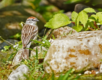 Chipping Sparrow