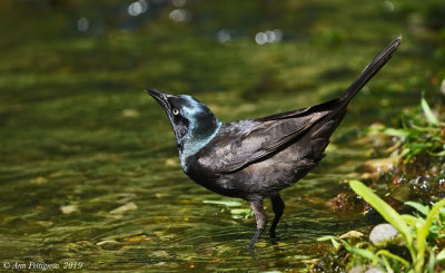 Common Grackle (Female)