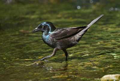Common Grackle (Female)