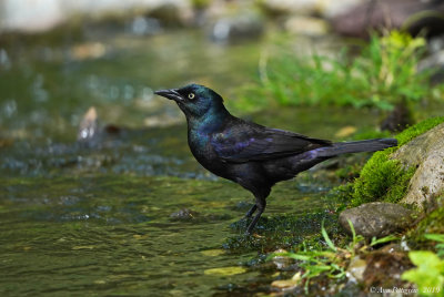 Common Grackle (Male)