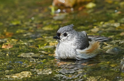Tufted Titmouse