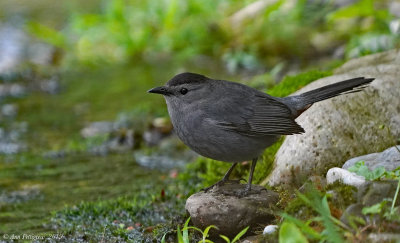 Gray Catbird