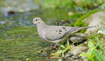 Mourning Dove