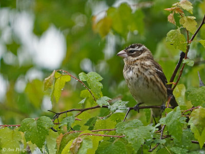 Rose-breasted Grosbeak (Female)