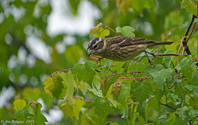 Rose-breasted Grosbeak (Female)
