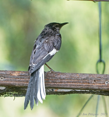 Rain Drenched Northern Mockingbird