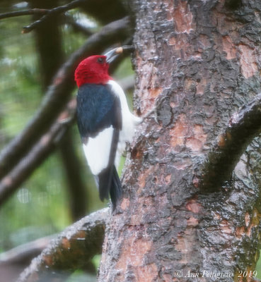 Red-headed Woodpecker
