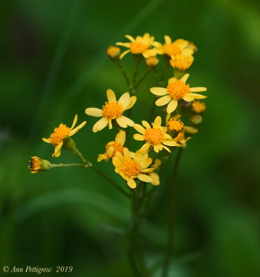 Wildflowers