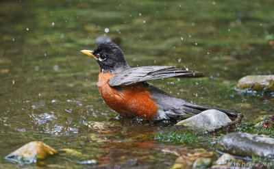 American Robin
