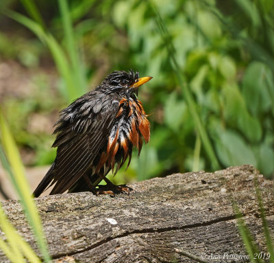 American Robin