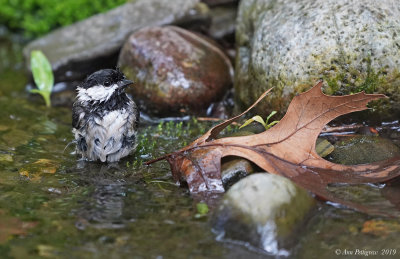 Carolina Chickadee