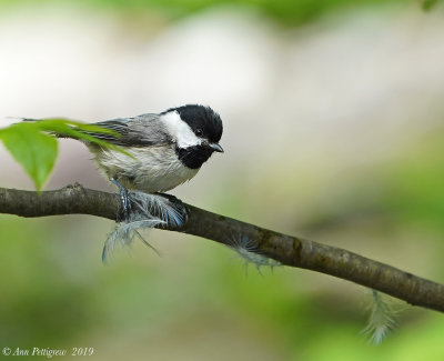 Carolina Chickadee