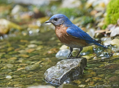 Eastern Bluebird (Male)
