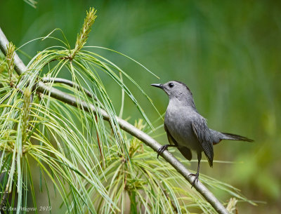 Gray Catbird