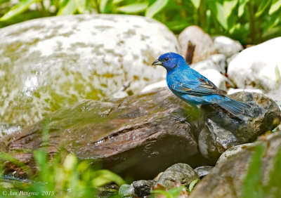 Indigo Bunting