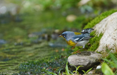 Northern Parula