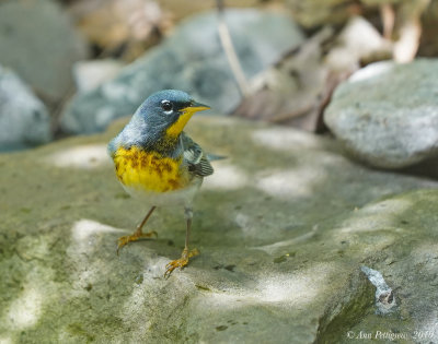 Northern Parula