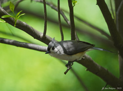 Tufted Titmouse