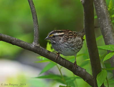 White-throated Sparrow