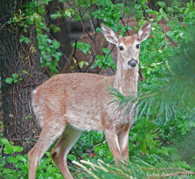 Button Buck