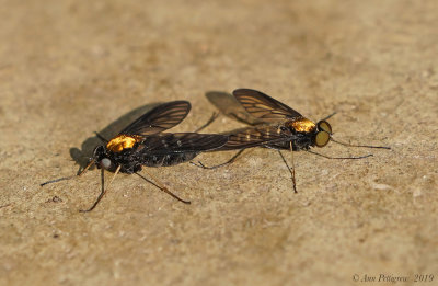 Golden-backed Snipe Flies (Mating Pair)