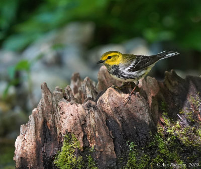 Black-throated Green Warbler