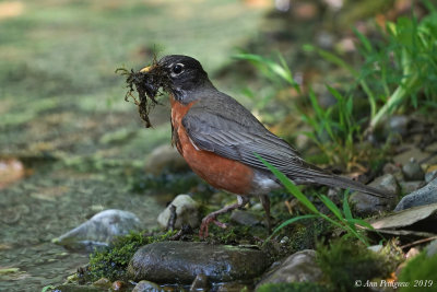 American Robin