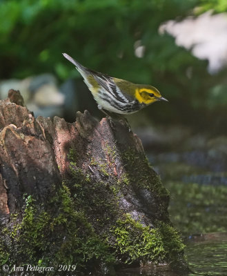 Black-throated Green Warbler
