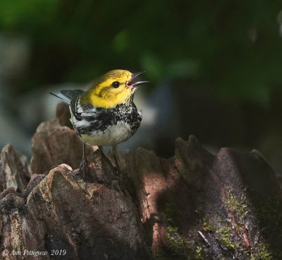 Black-throated Green Warbler