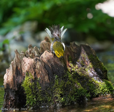 Black-throated Green Warbler
