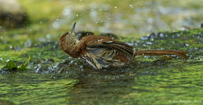 Brown Thrasher