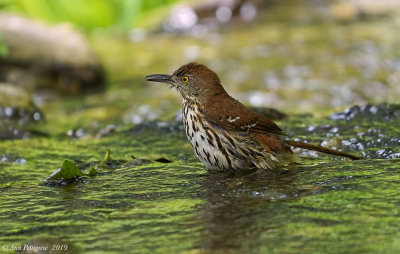 Brown Thrasher